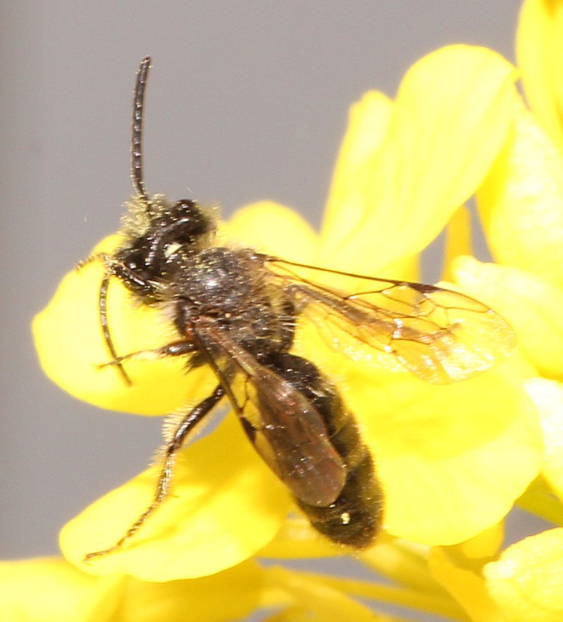 Sandbienen-Männchen